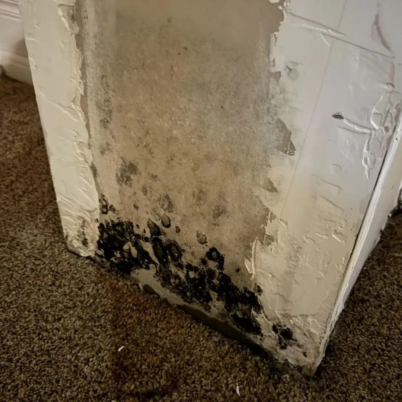 Professional Mold Removal in North Rock Springs, WY